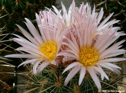 Thelocactus lauseri